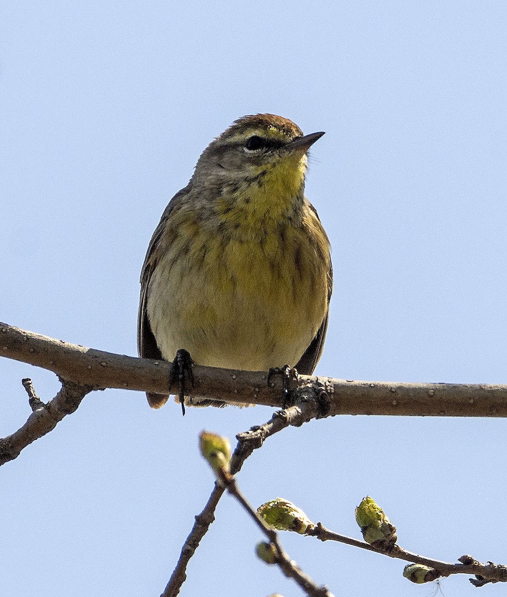 ヤシアメリカムシクイ - ML636746115