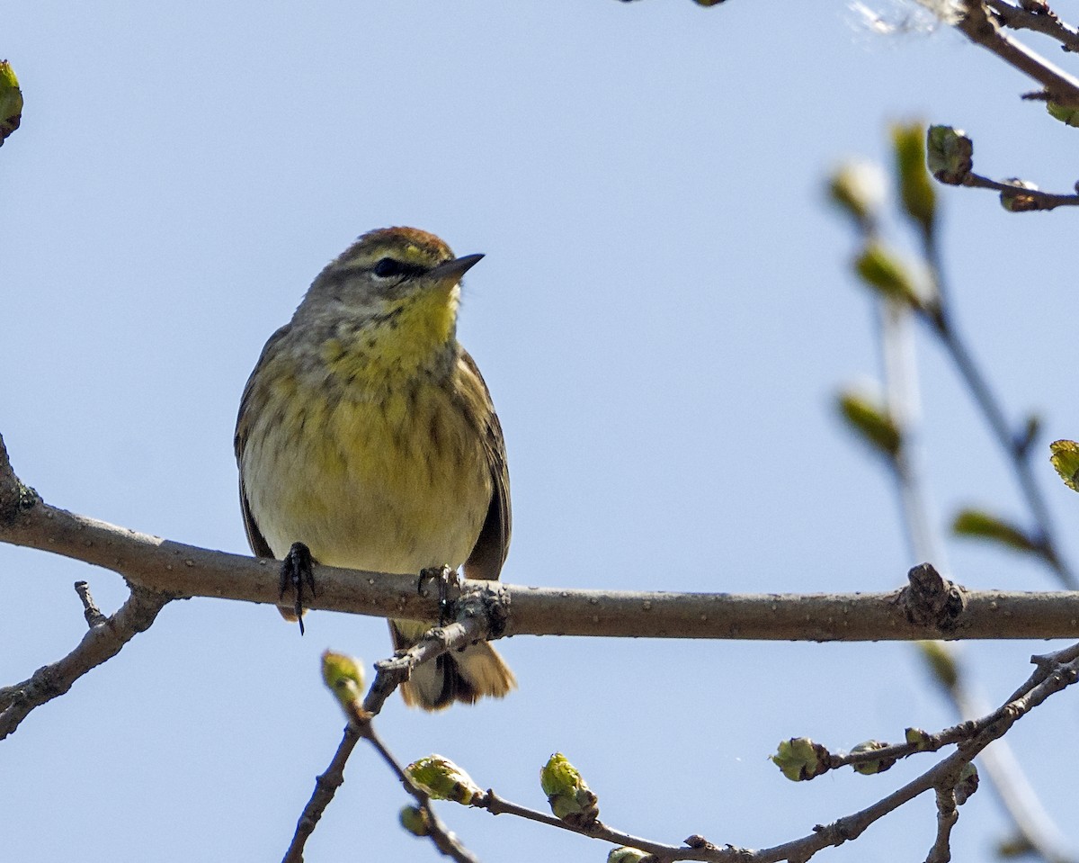 ヤシアメリカムシクイ - ML636746116