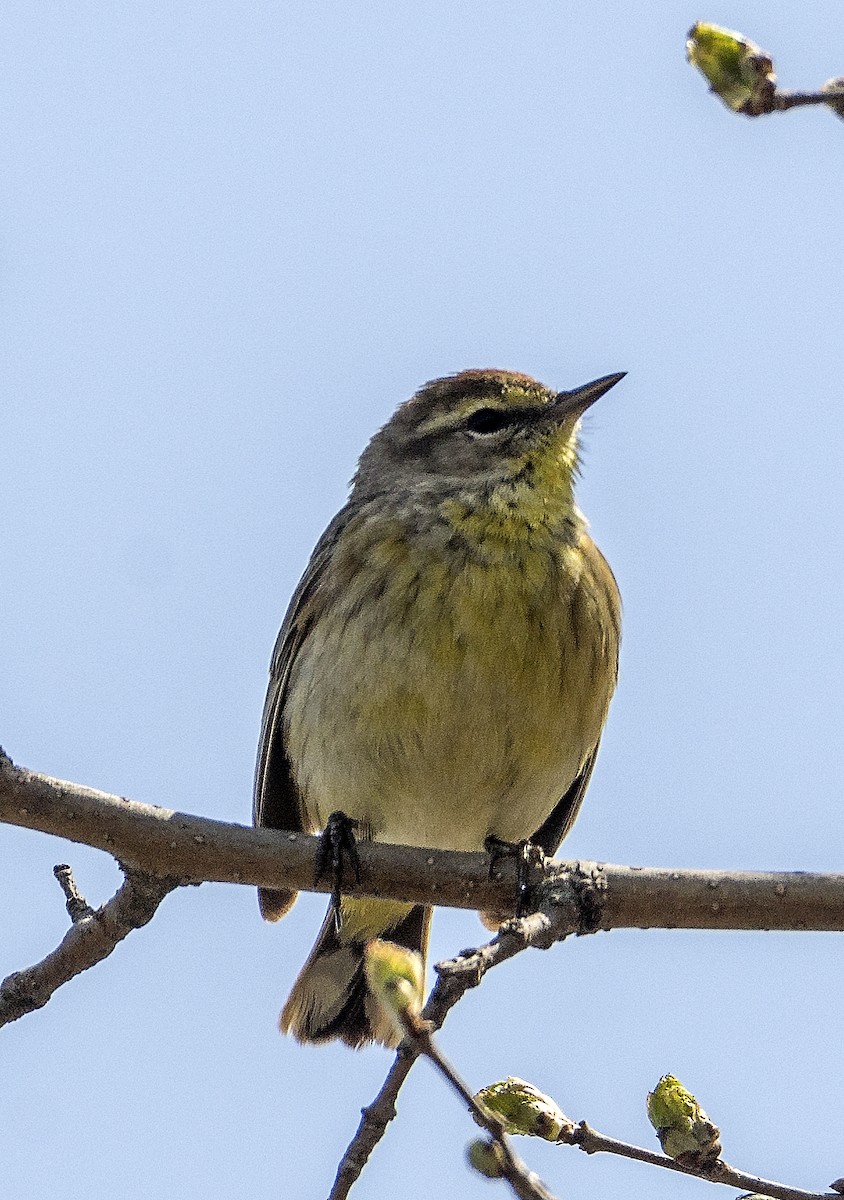 ヤシアメリカムシクイ - ML636746118