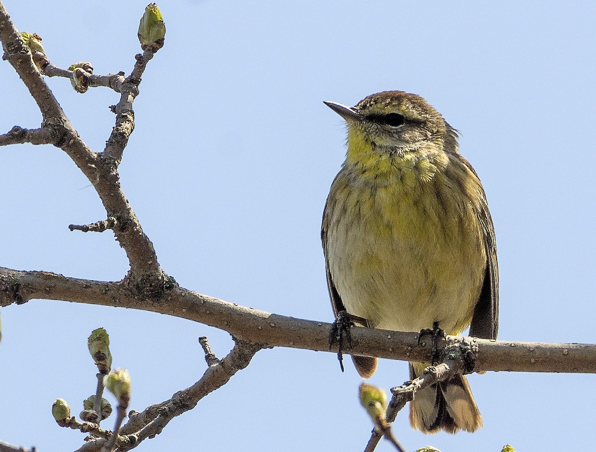 ヤシアメリカムシクイ - ML636746119