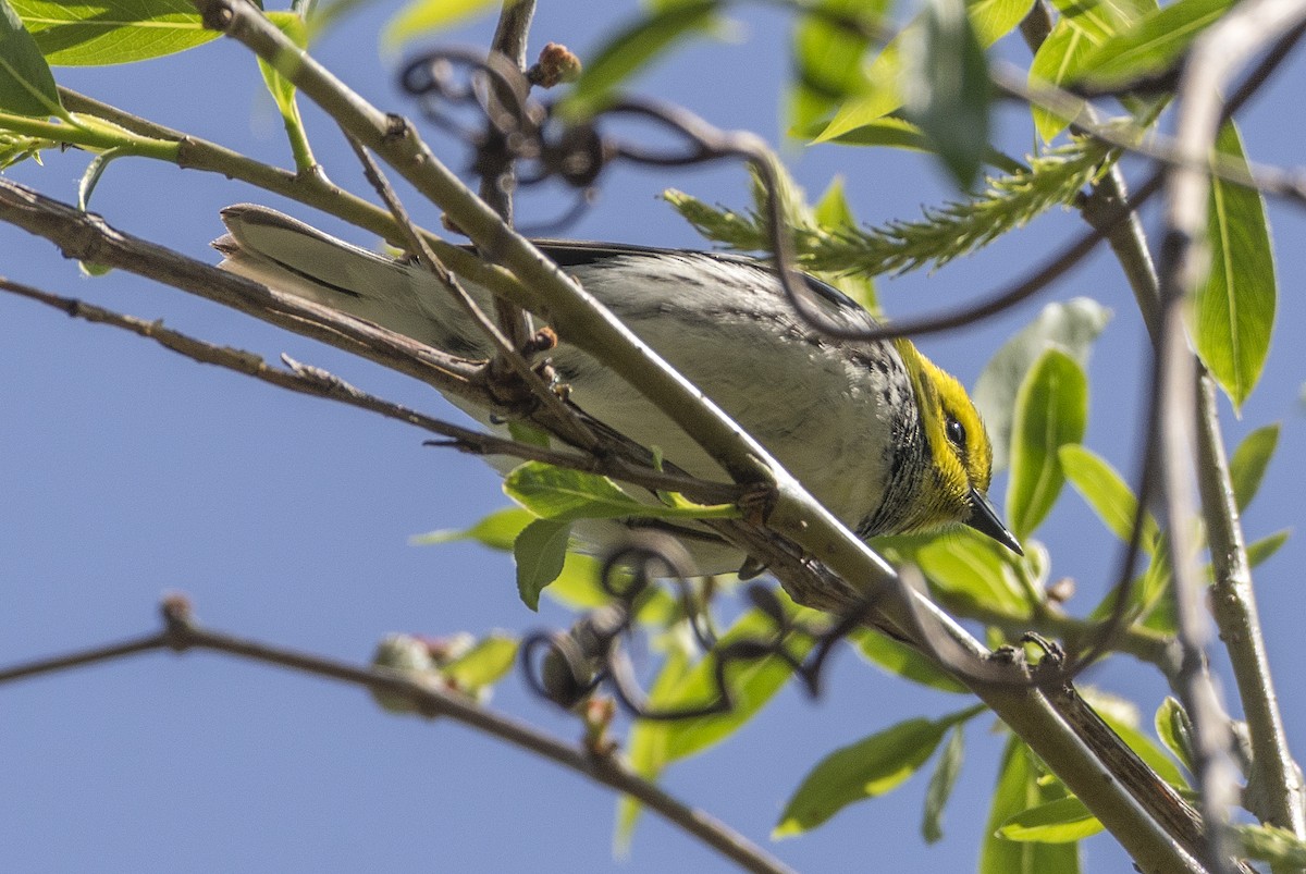 ノドグロミドリアメリカムシクイ - ML636746146