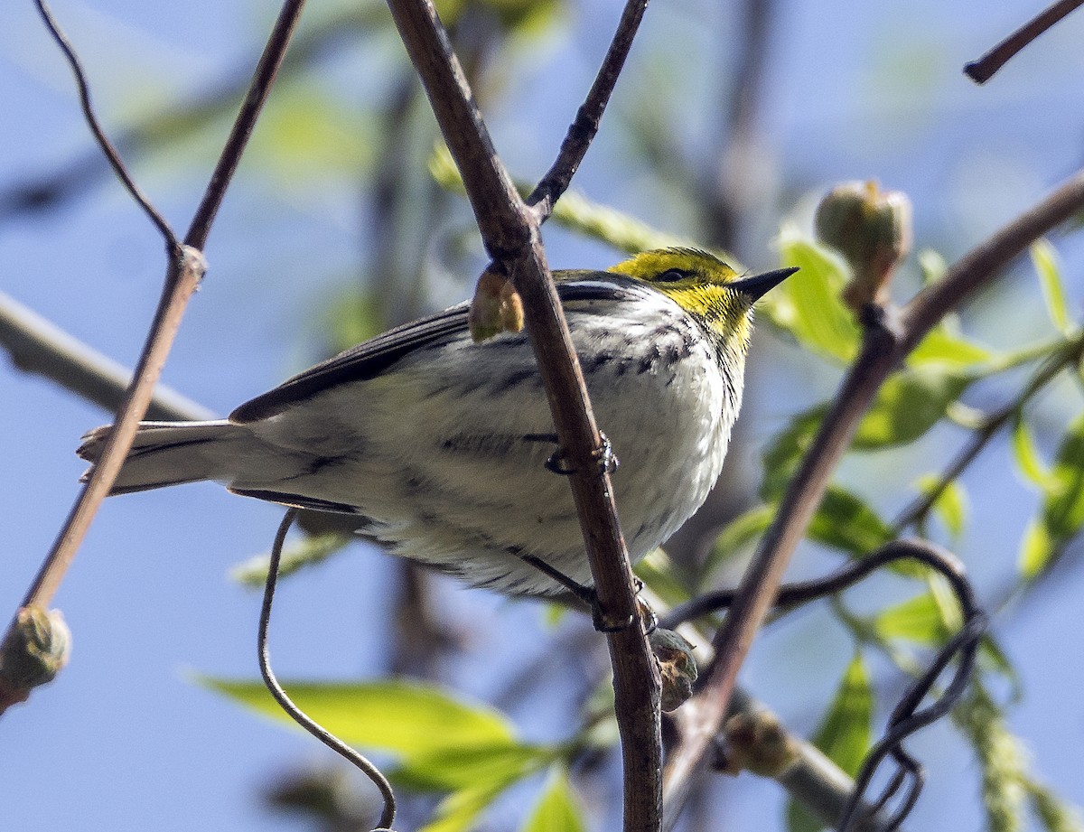 ノドグロミドリアメリカムシクイ - ML636746148