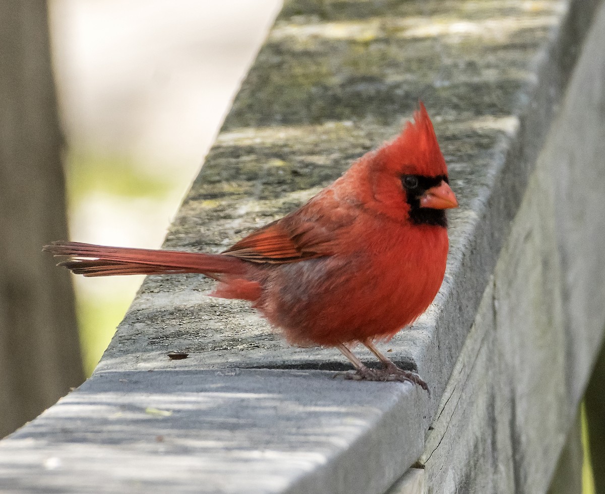 ショウジョウコウカンチョウ - ML636746162