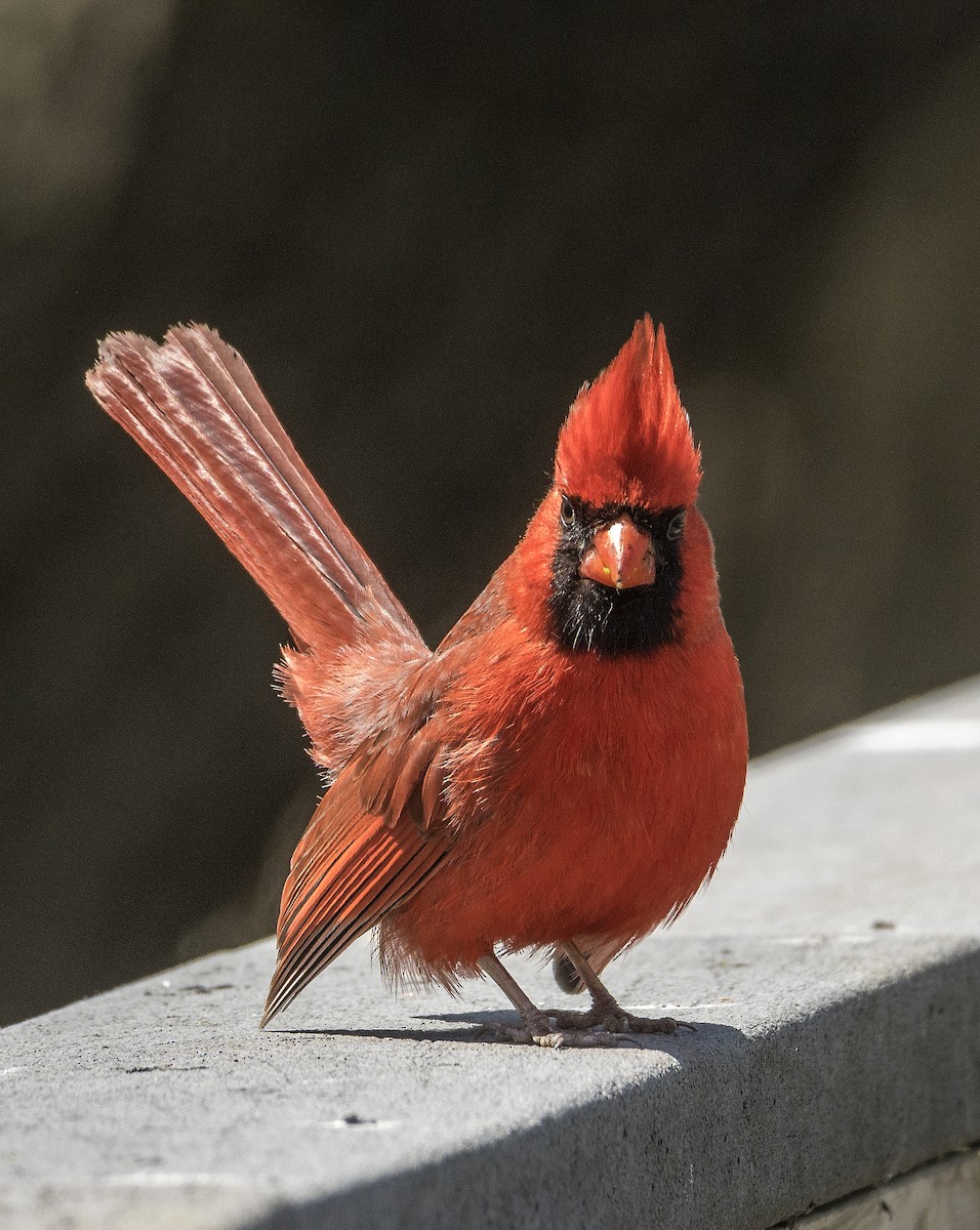 ショウジョウコウカンチョウ - ML636746163