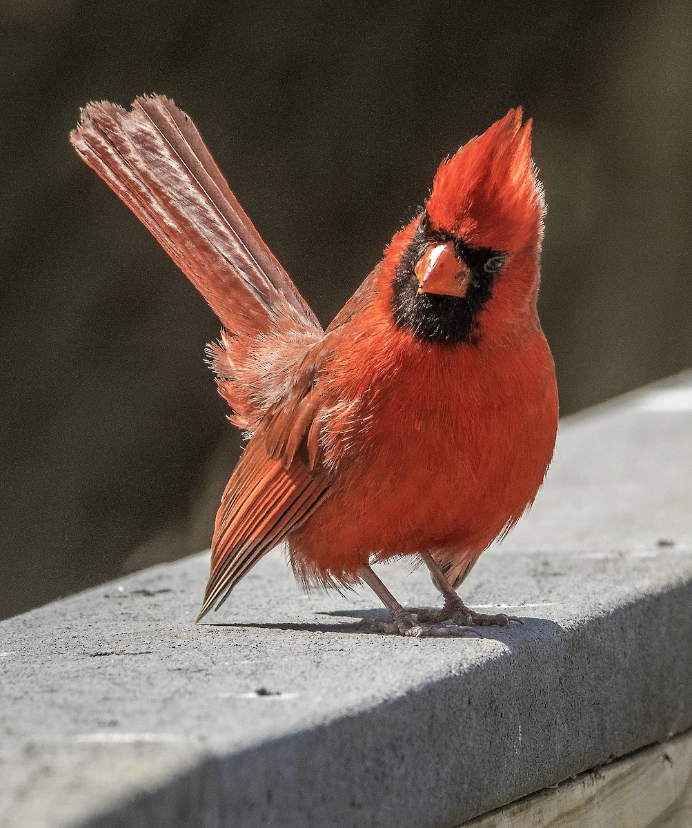ショウジョウコウカンチョウ - ML636746164