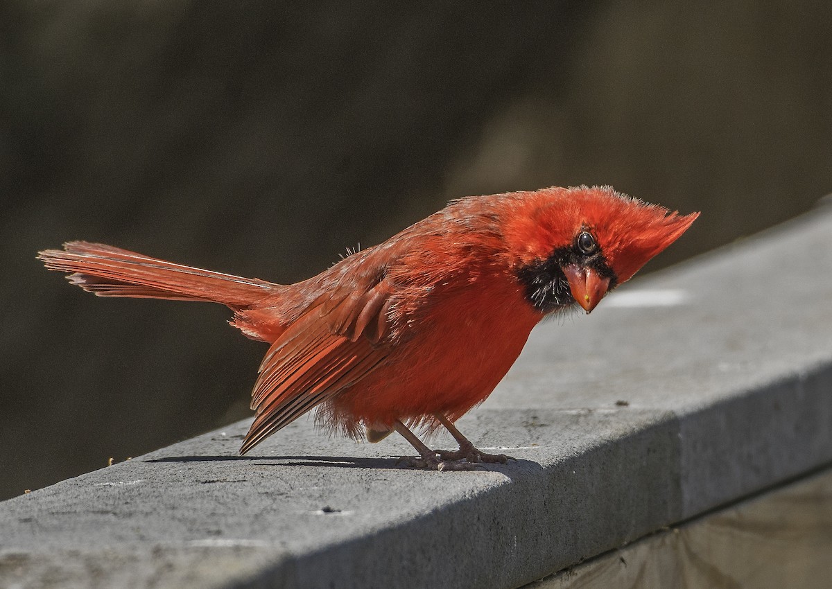 ショウジョウコウカンチョウ - ML636746166