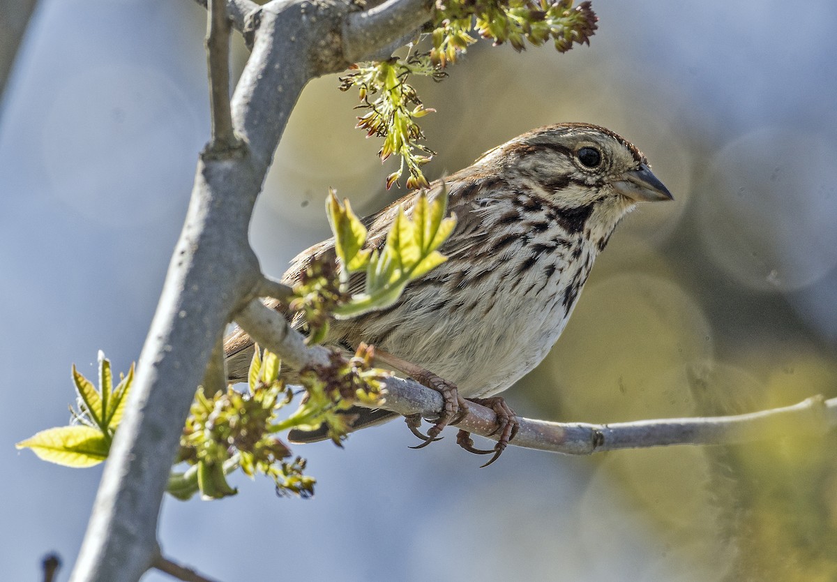 ウタスズメ - ML636746177