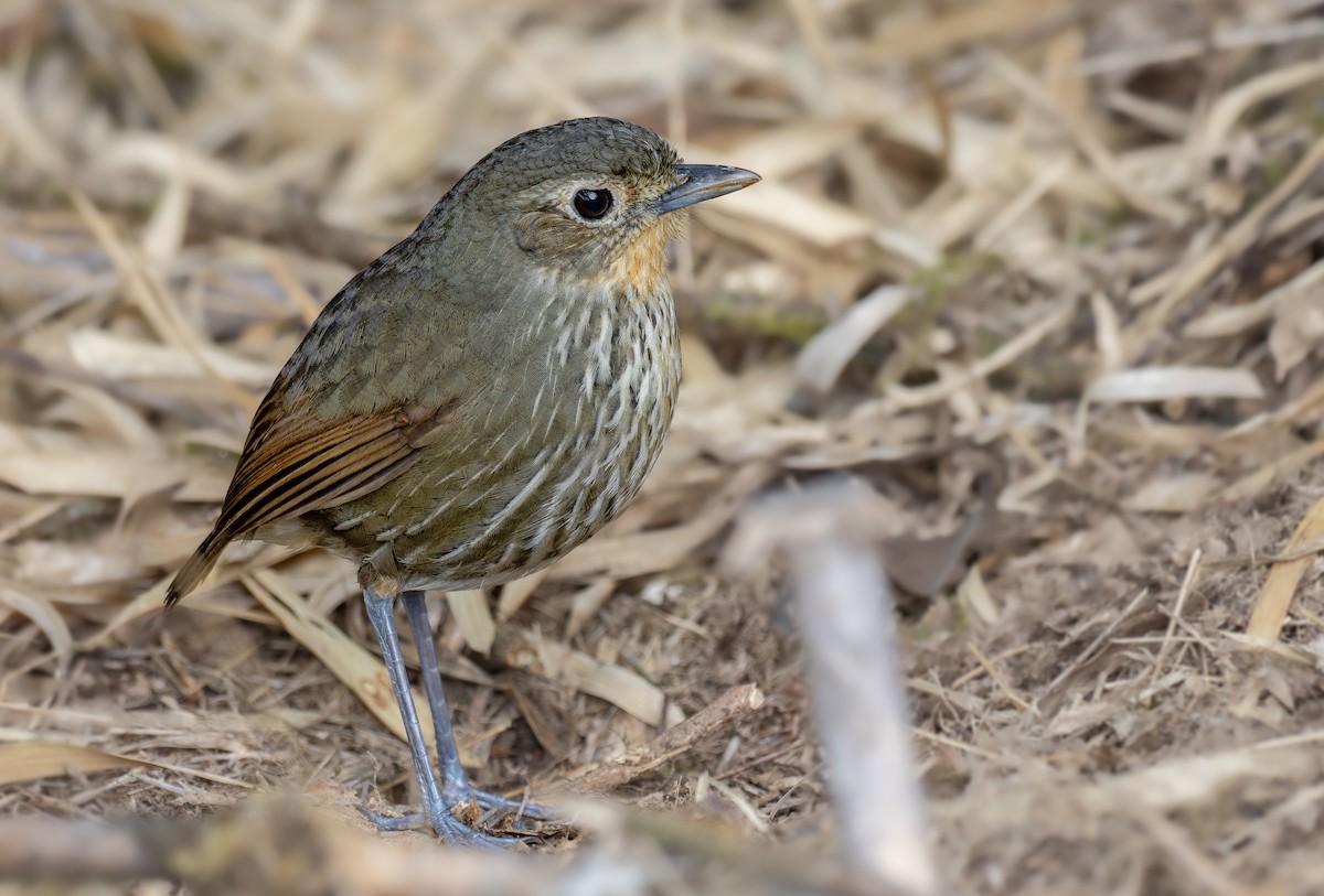 Santa Marta Antpitta - ML636746179
