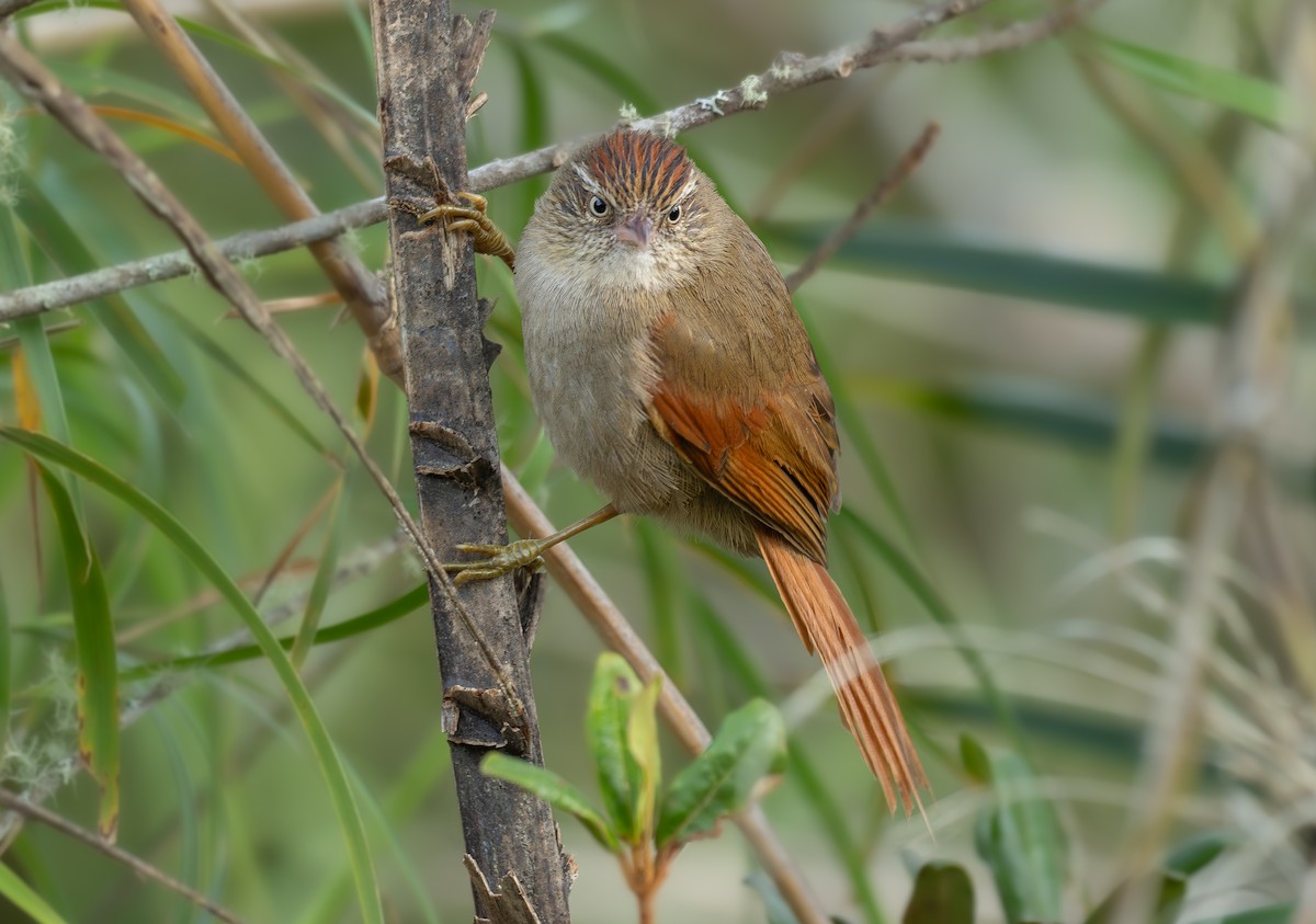 Streak-capped Spinetail - ML636746189