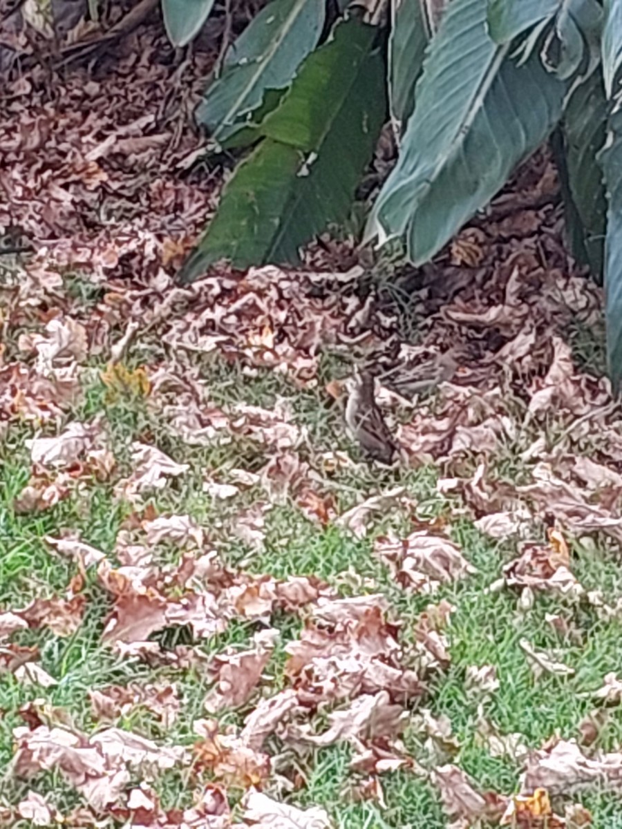 House Sparrow - ML636746207