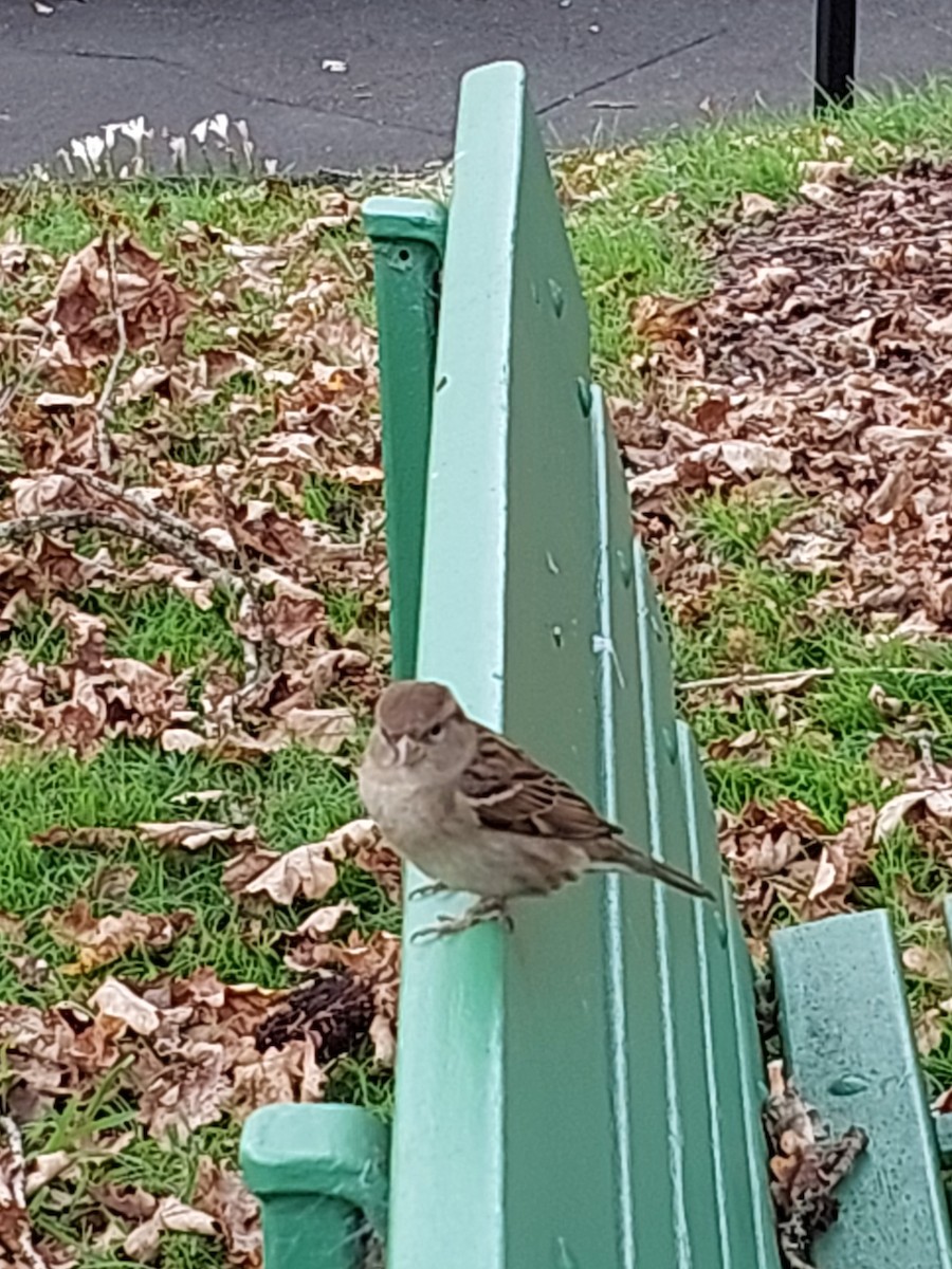 House Sparrow - ML636746241