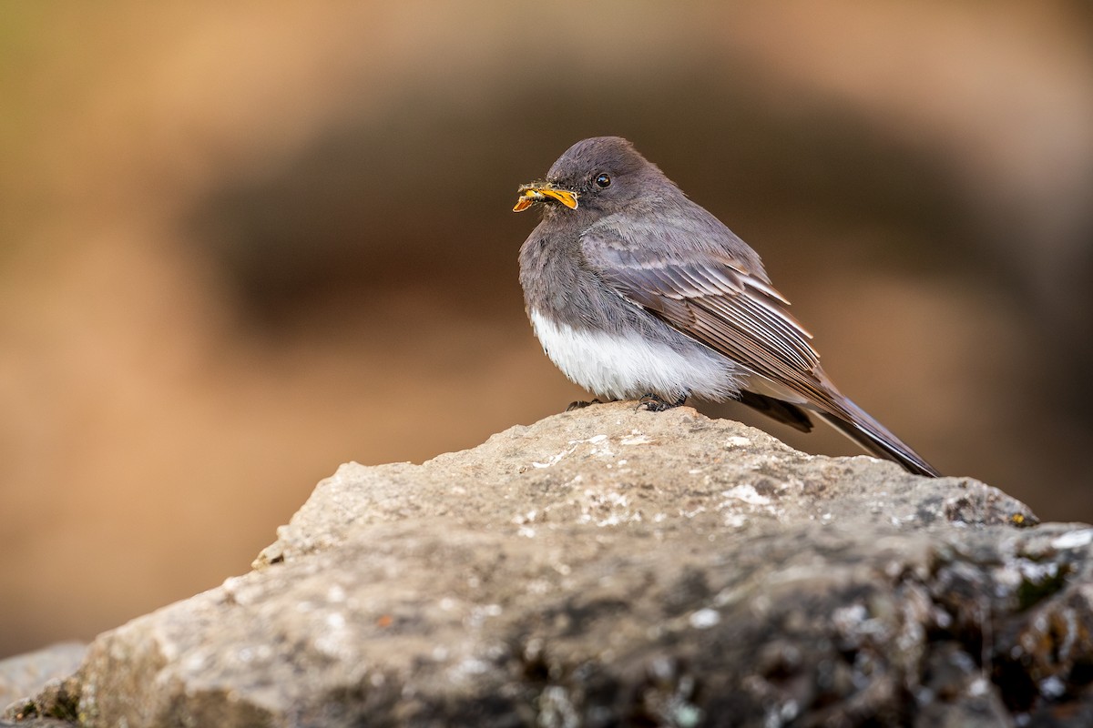 Black Phoebe (Northern) - ML636746263