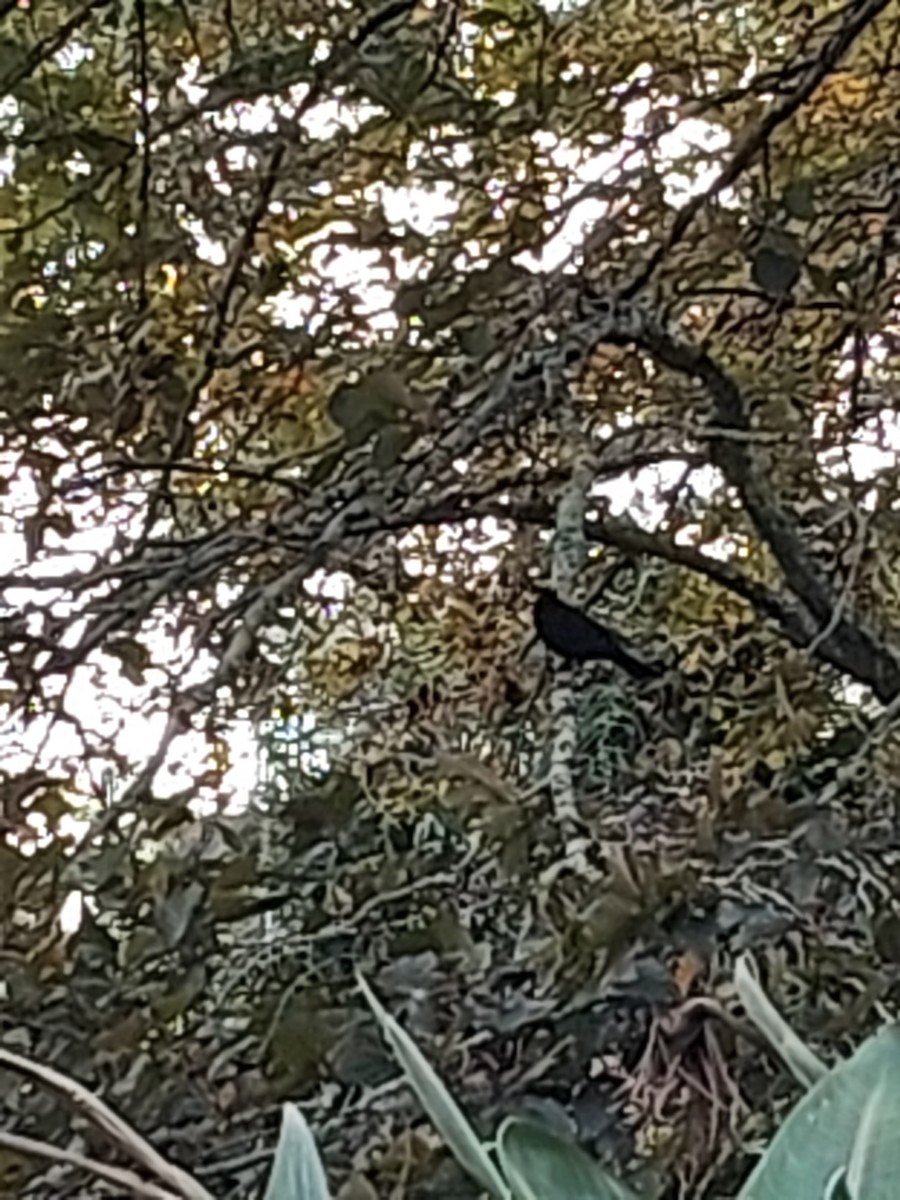 Eurasian Blackbird - ML636746322