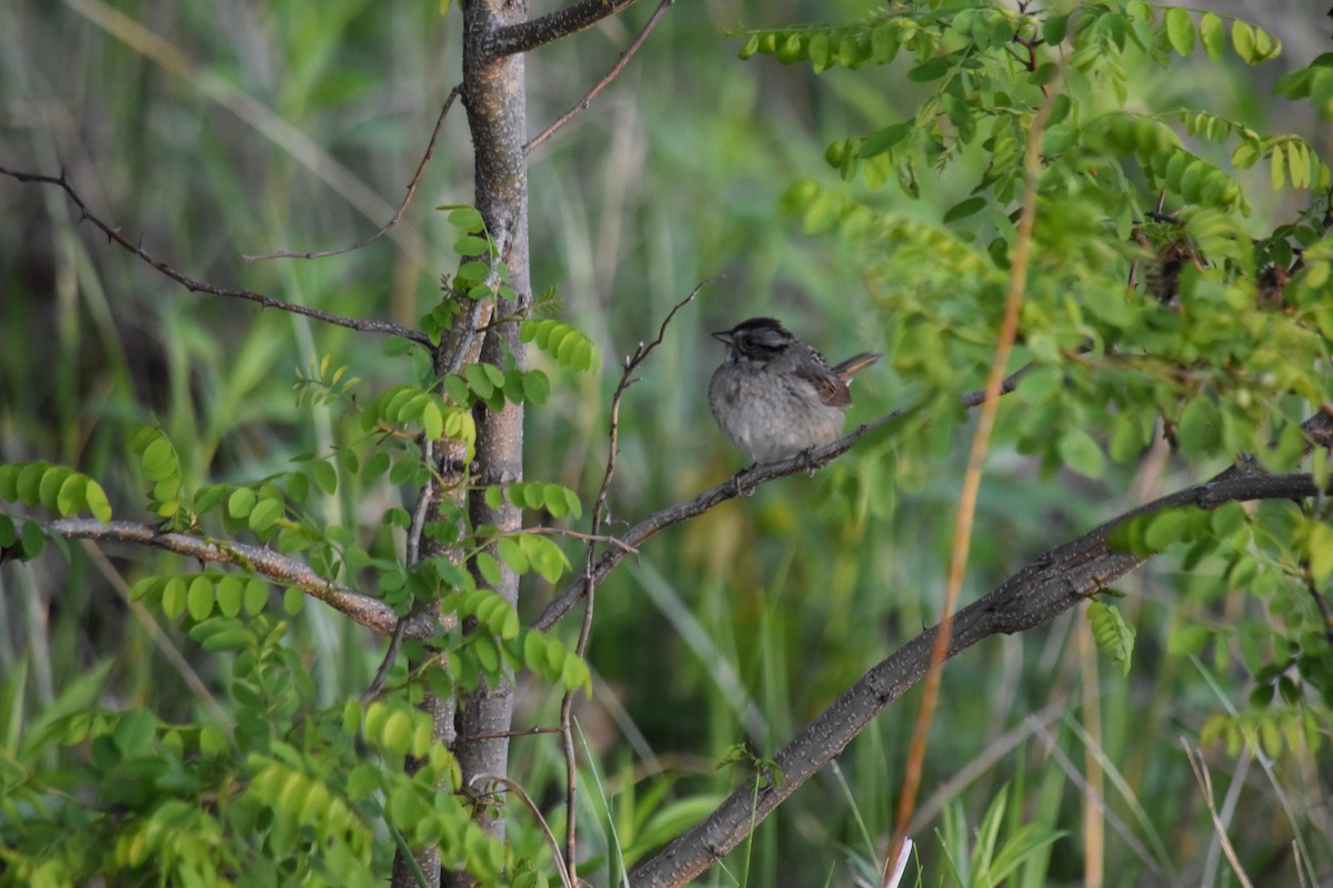 Swamp Sparrow - ML636746340
