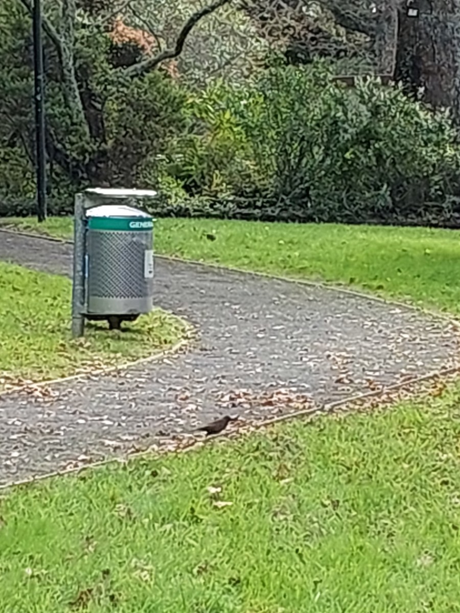 Eurasian Blackbird - ML636746359