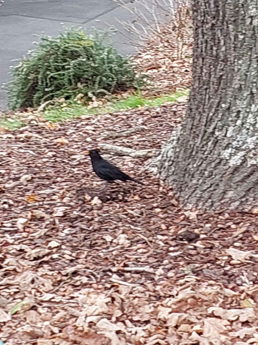 Eurasian Blackbird - ML636746390