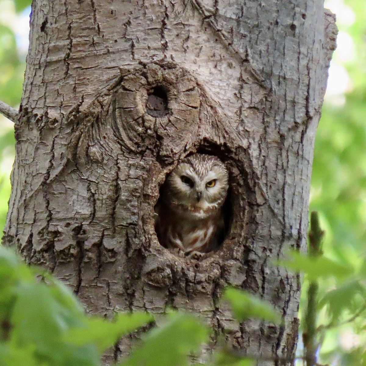 Northern Saw-whet Owl - ML636746443