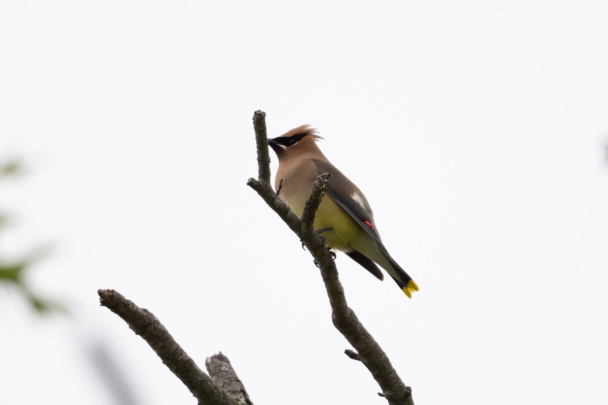 Cedar Waxwing - ML636746463