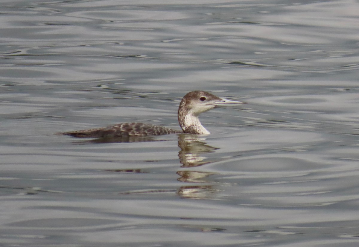 Common Loon - ML636746501