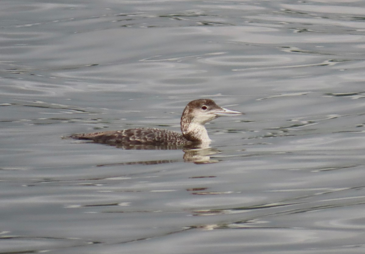 Common Loon - ML636746502