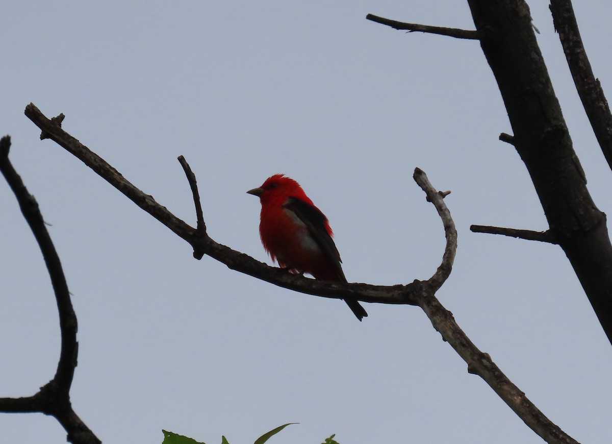 Scarlet Tanager - ML636746512