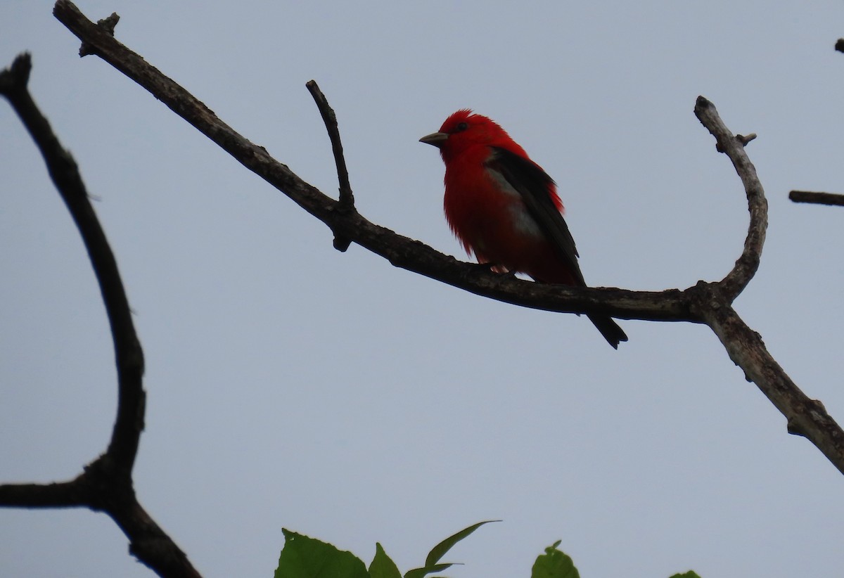 Scarlet Tanager - ML636746513