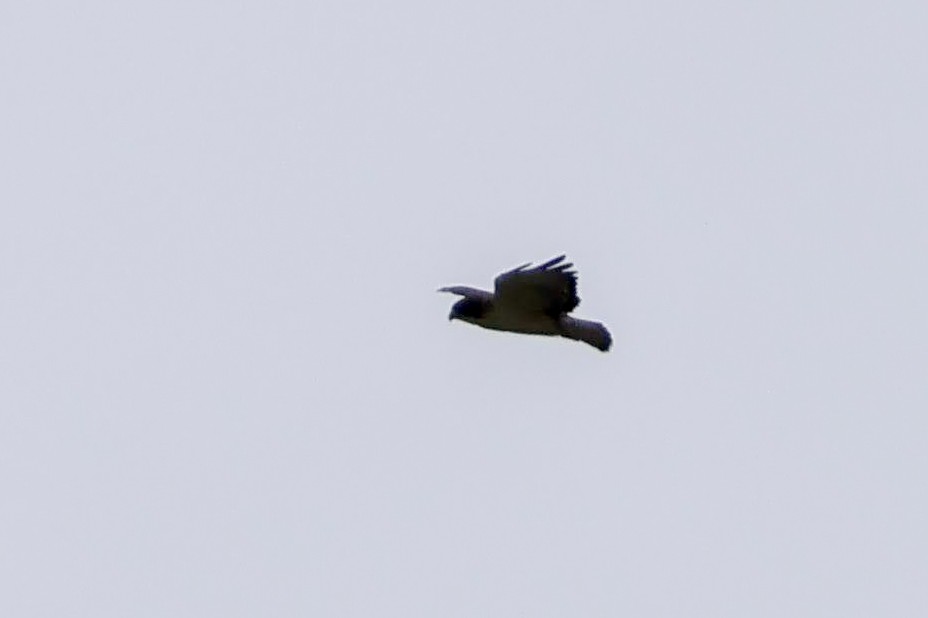 Short-tailed Hawk - ML636746601