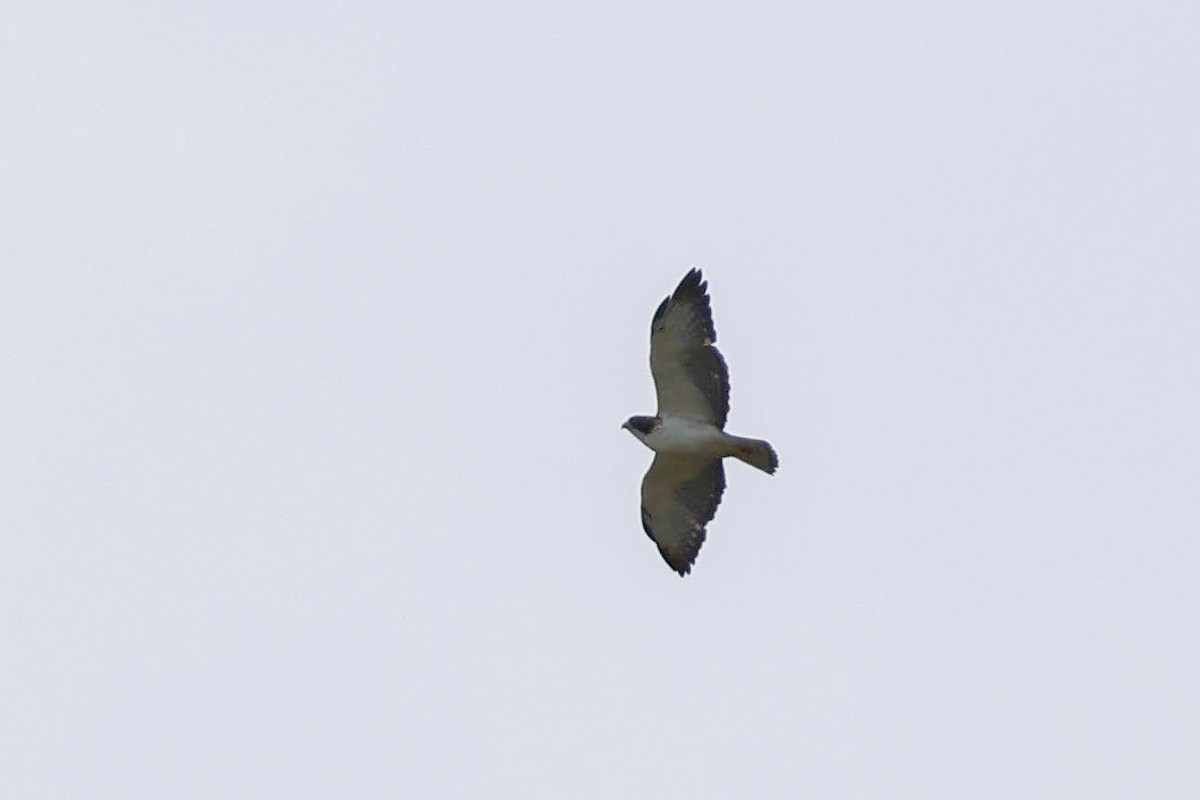 Short-tailed Hawk - ML636746602