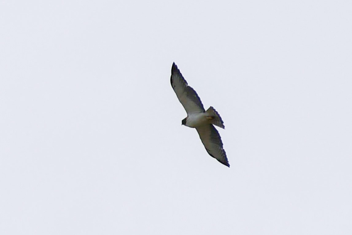 Short-tailed Hawk - ML636746605