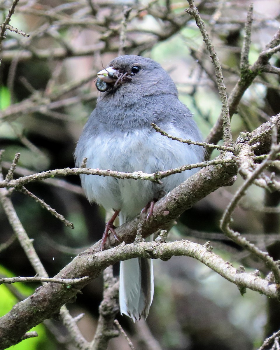 Dark-eyed Junco (Slate-colored) - ML636746661