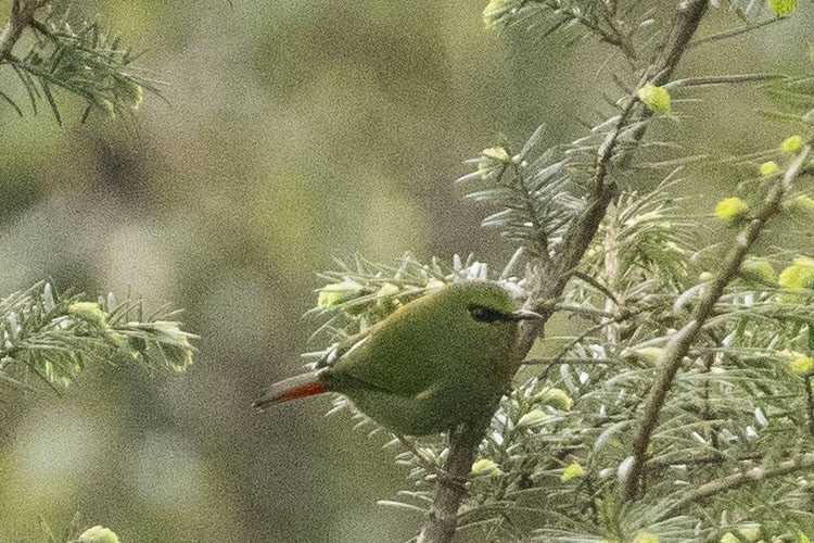 Timalí Melero - ML636746783