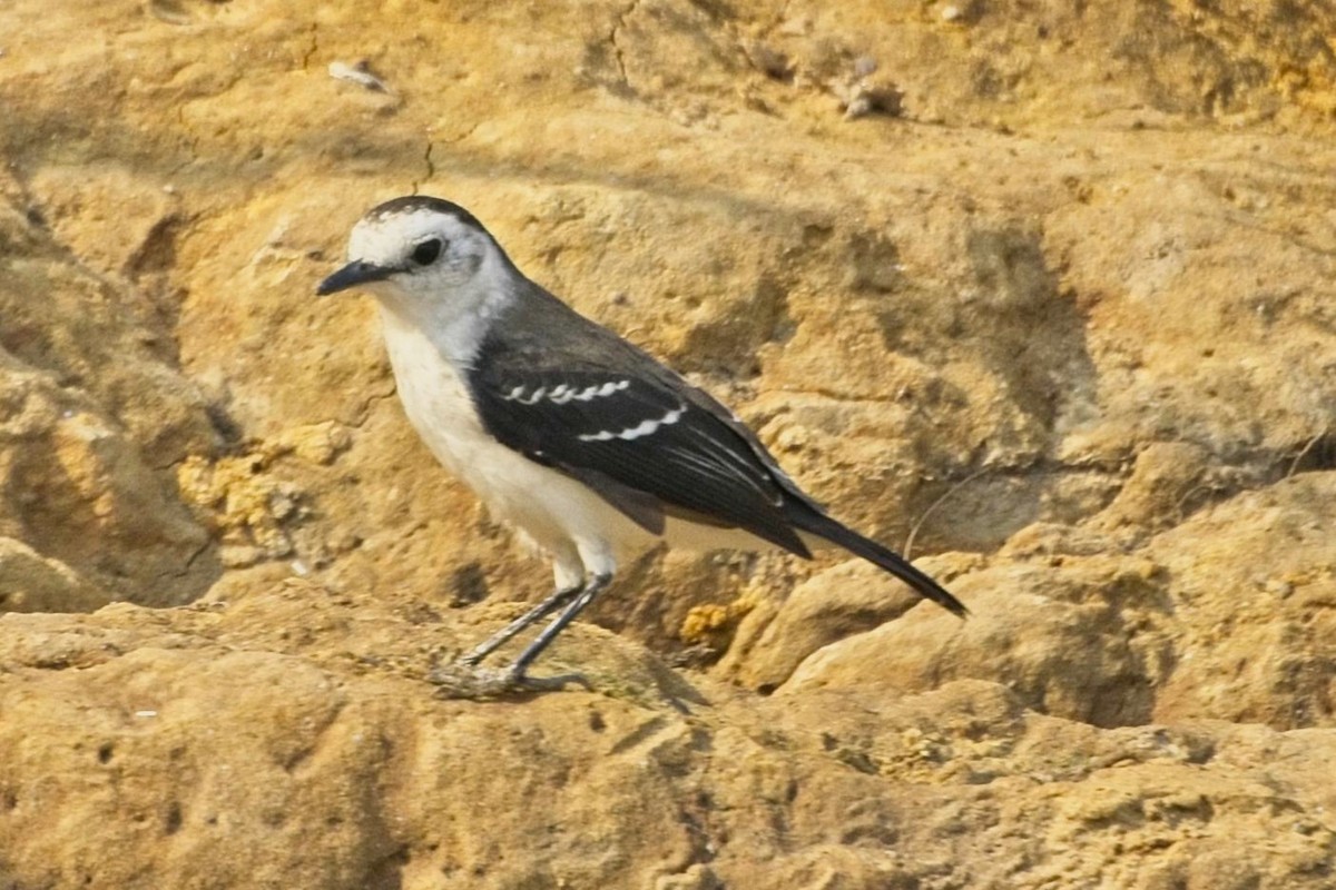 Black-backed Water-Tyrant - ML636746812