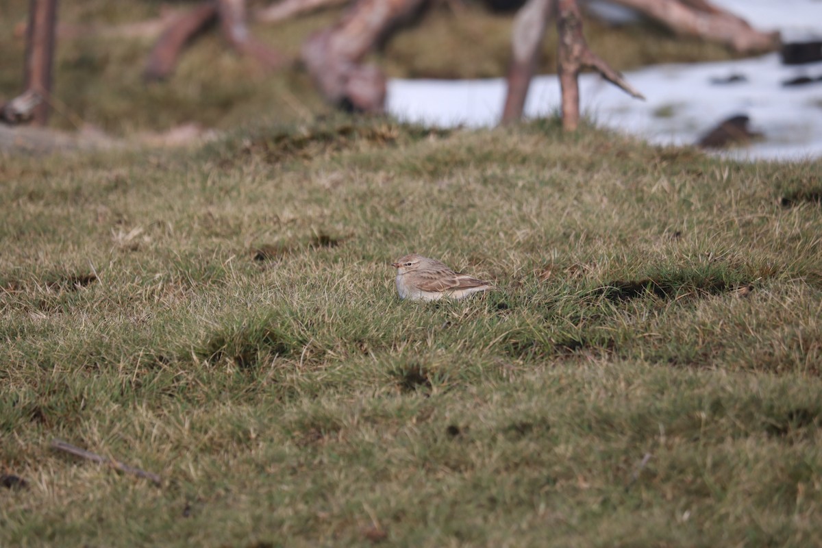 steppedverglerke - ML636747086