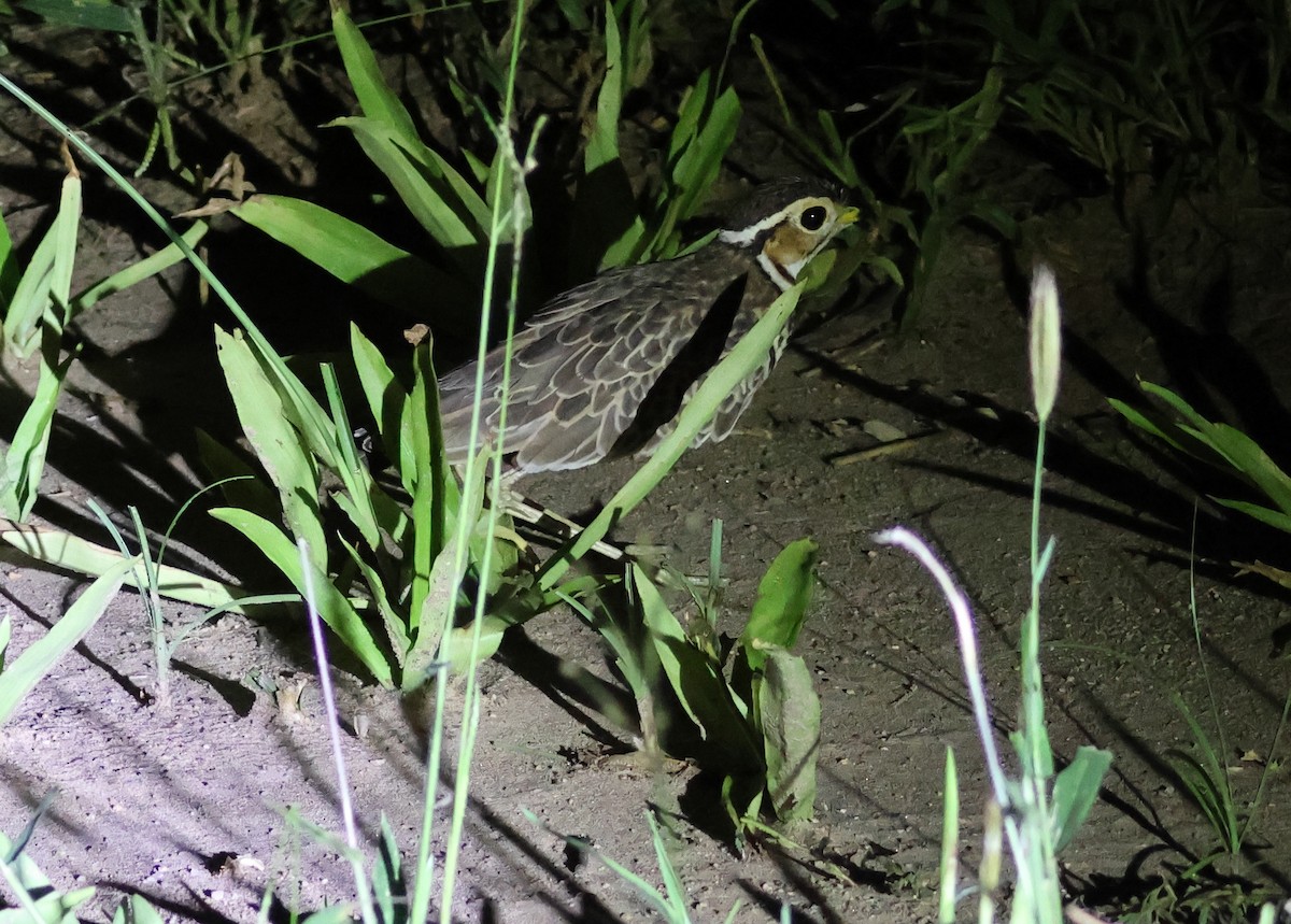 Three-banded Courser - ML636747199