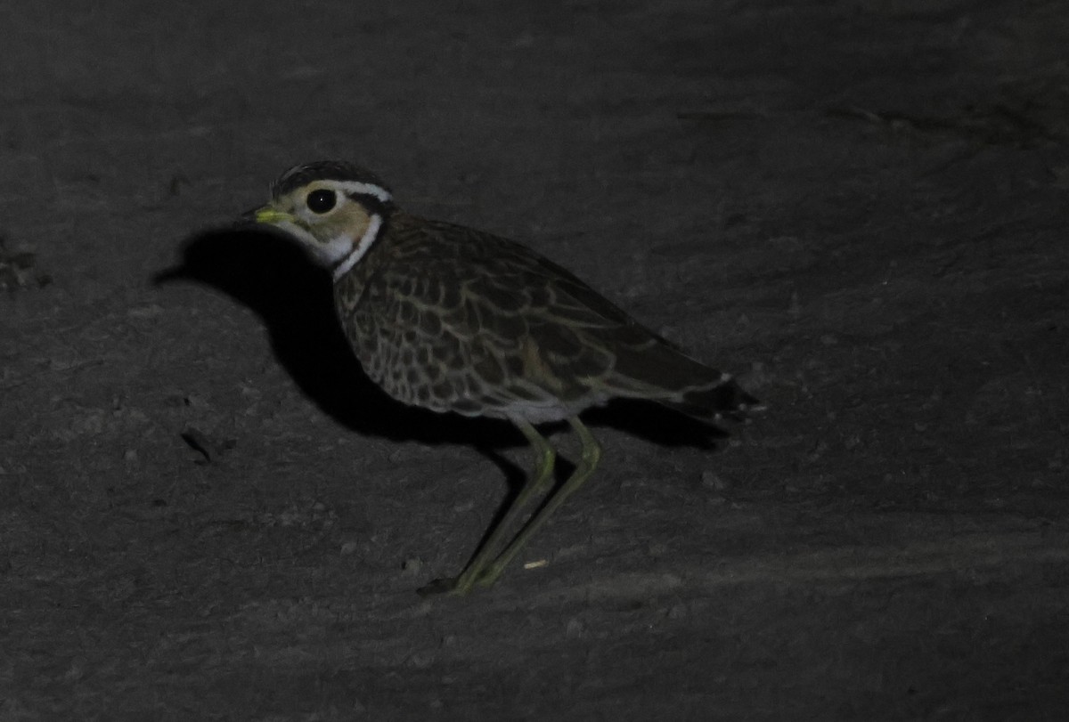 Three-banded Courser - ML636747200