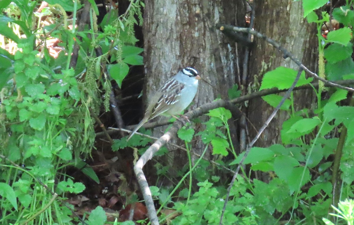 White-crowned Sparrow - ML636747266