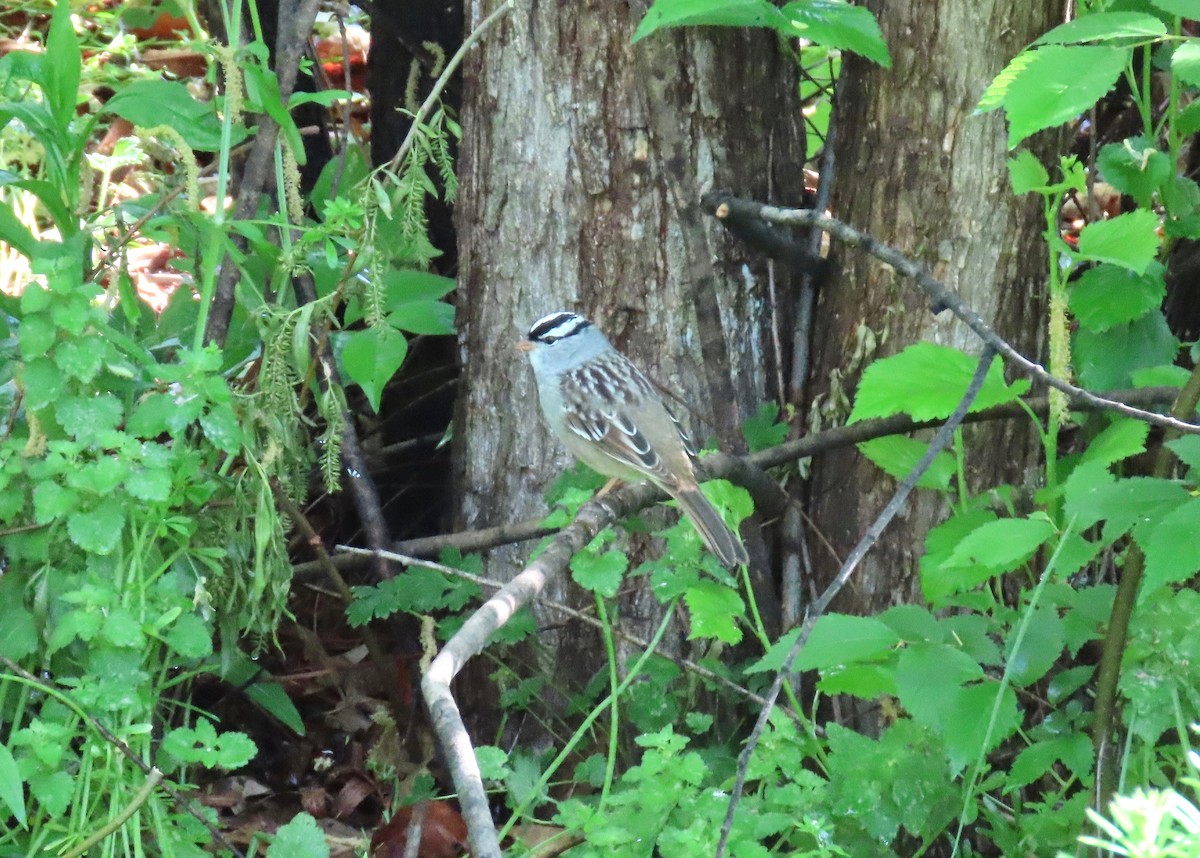 White-crowned Sparrow - ML636747267