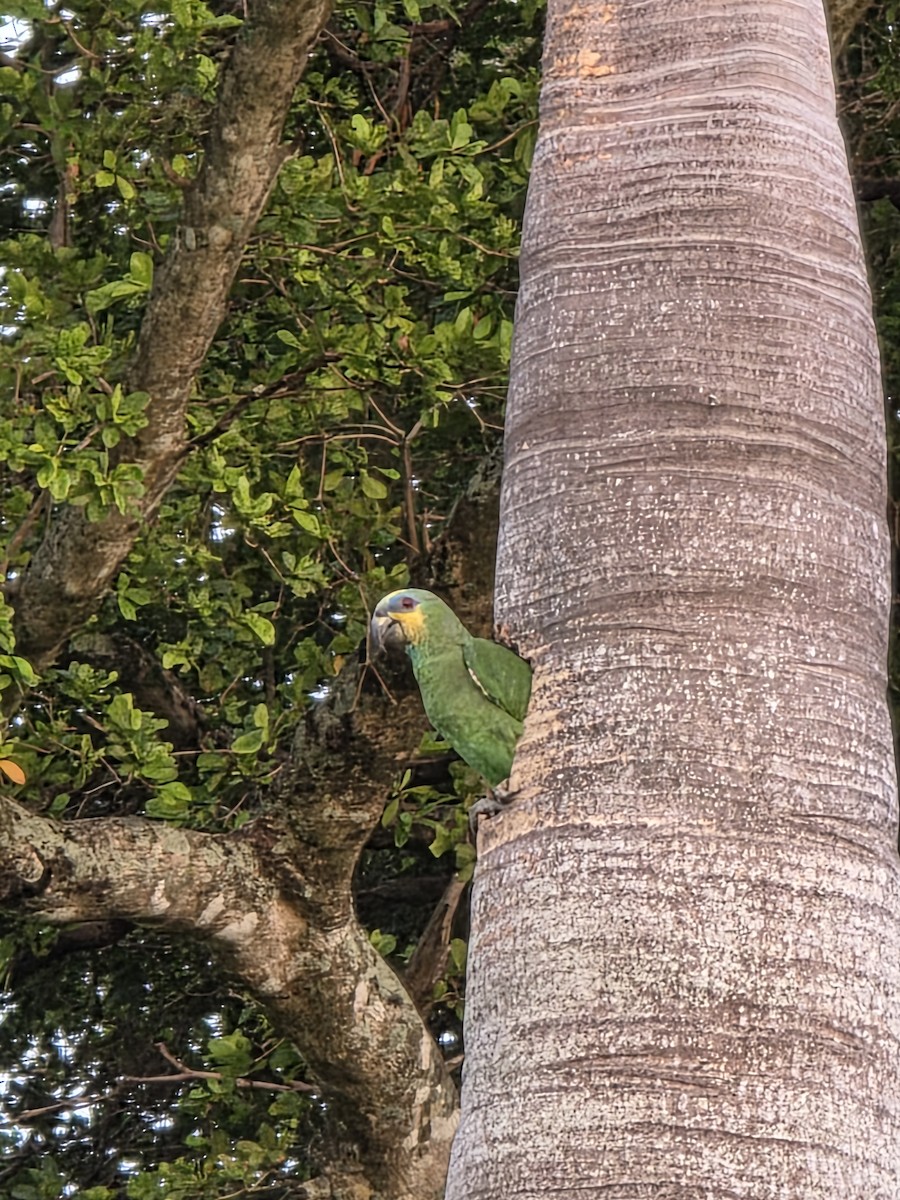 oransjevingeamazon - ML636747358