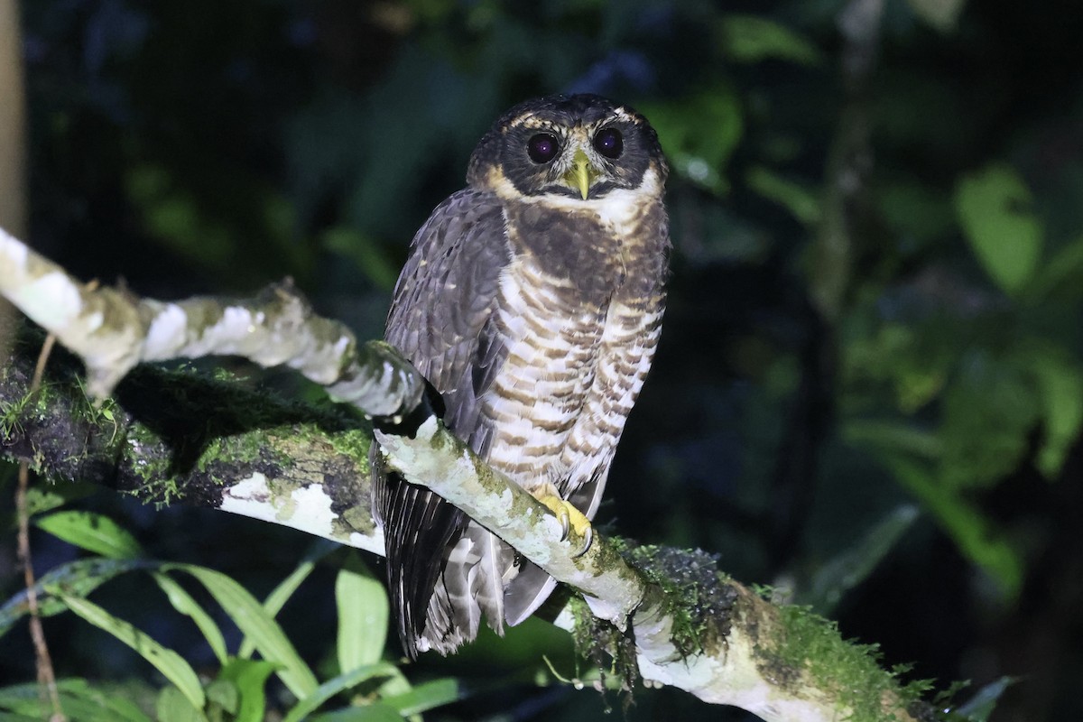 Band-bellied Owl - ML636747405