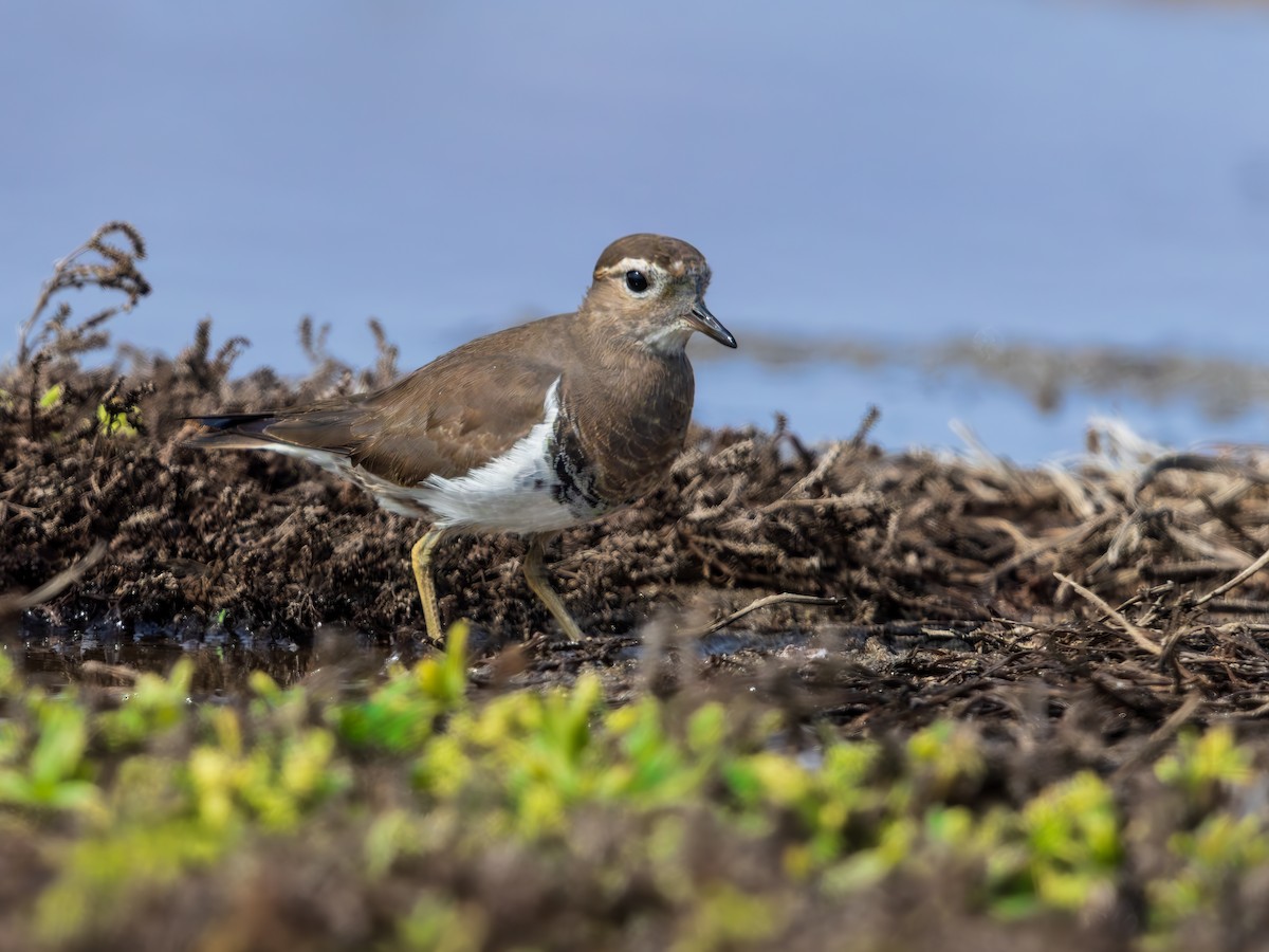 Rufous-chested Dotterel - ML636747455