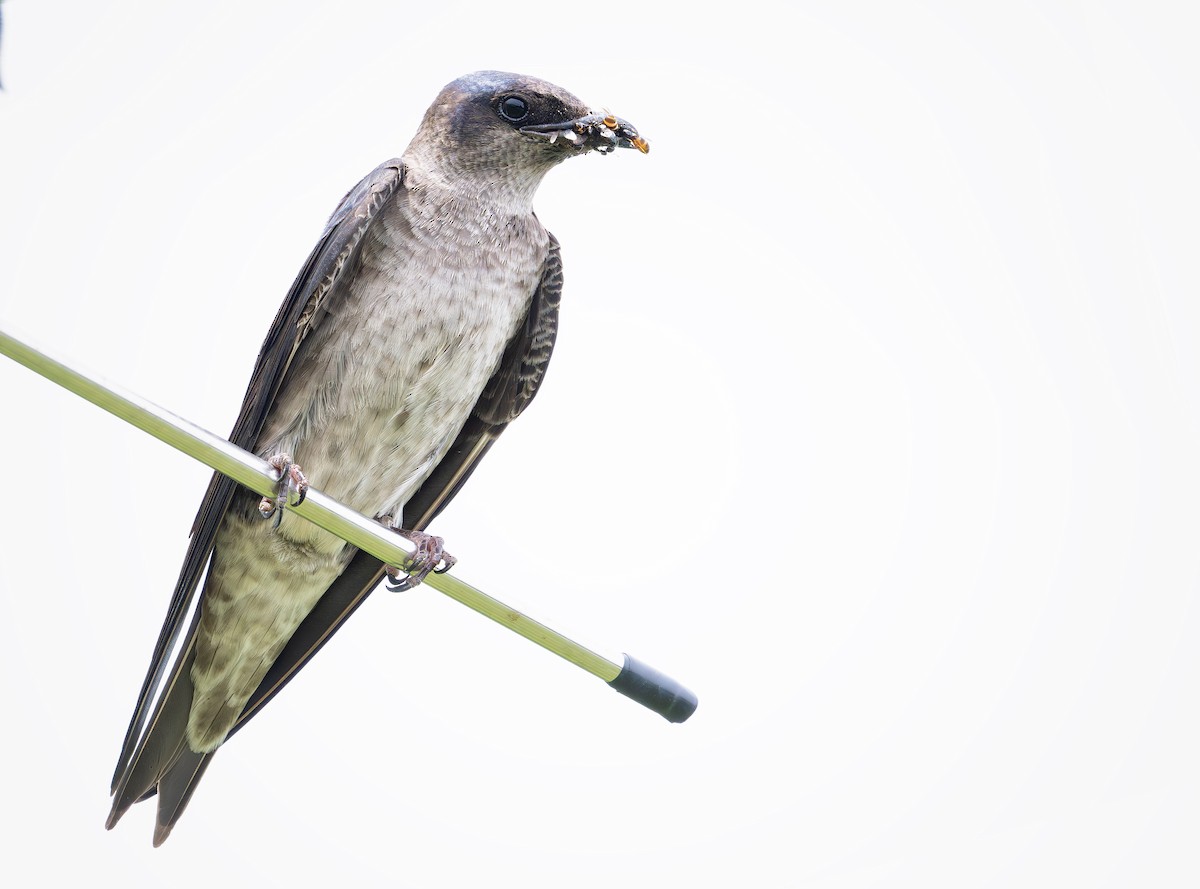 Purple Martin - ML636747613