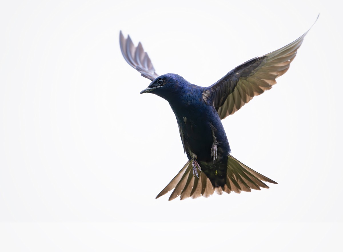 Purple Martin - ML636747614
