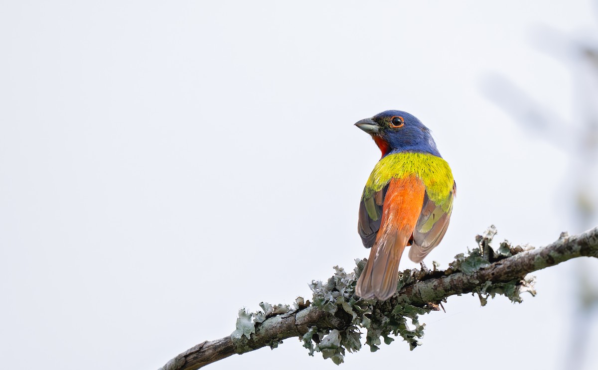 Painted Bunting - ML636747632