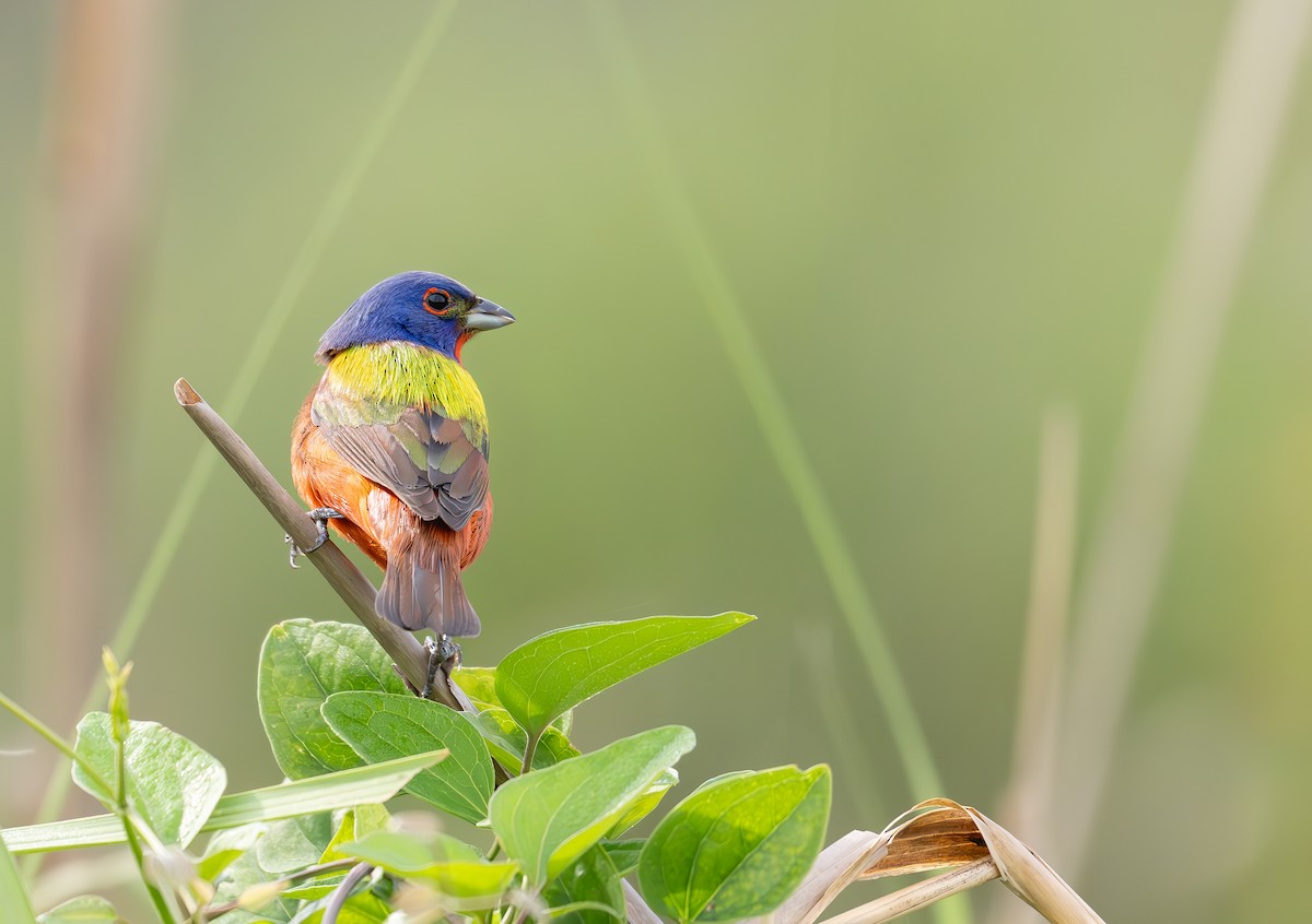 Painted Bunting - ML636747641