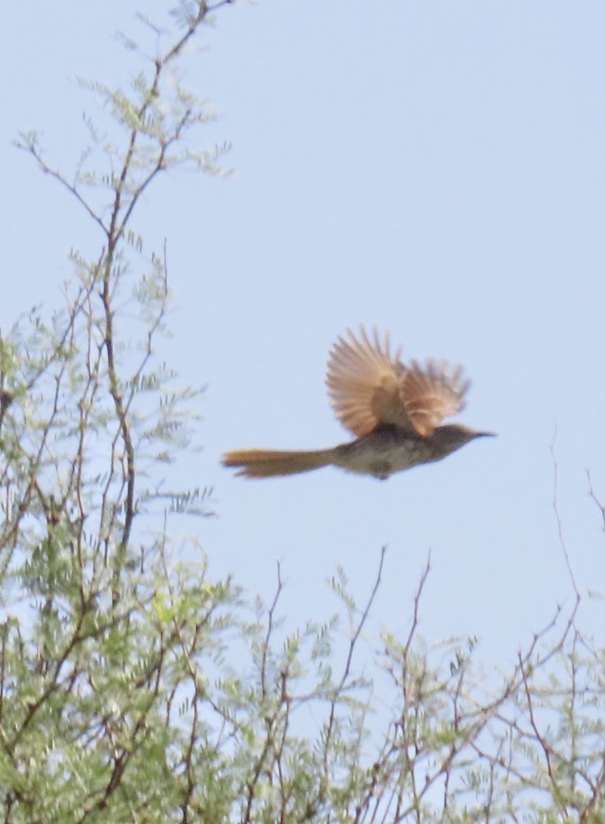 Brown Thrasher - ML636747704