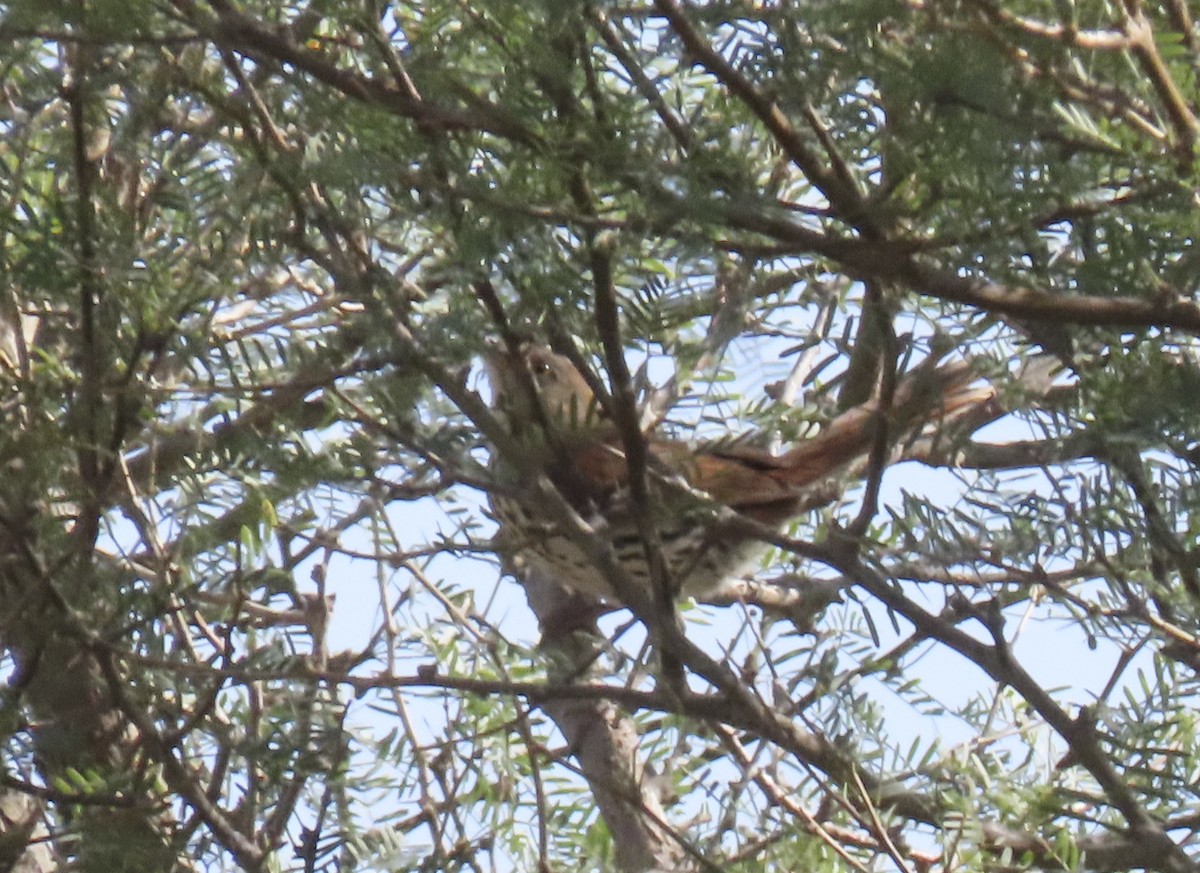 Brown Thrasher - ML636747705