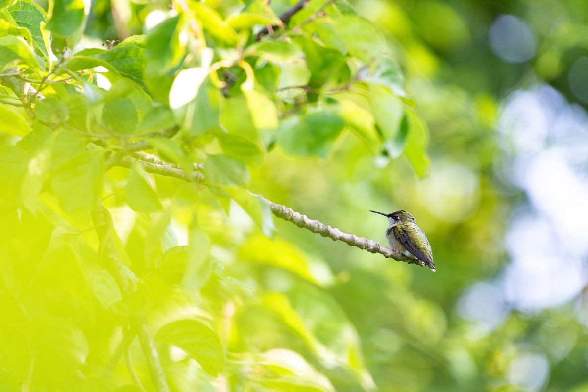 Ruby-throated Hummingbird - ML636747764