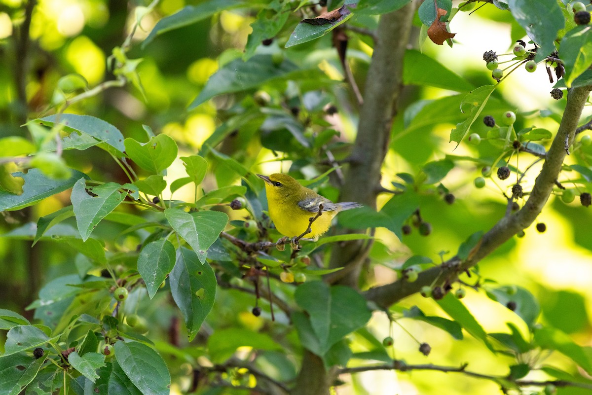 Blue-winged Warbler - ML636747800