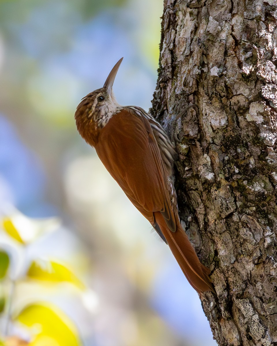 Scaled Woodcreeper (Wagler's) - ML636747825