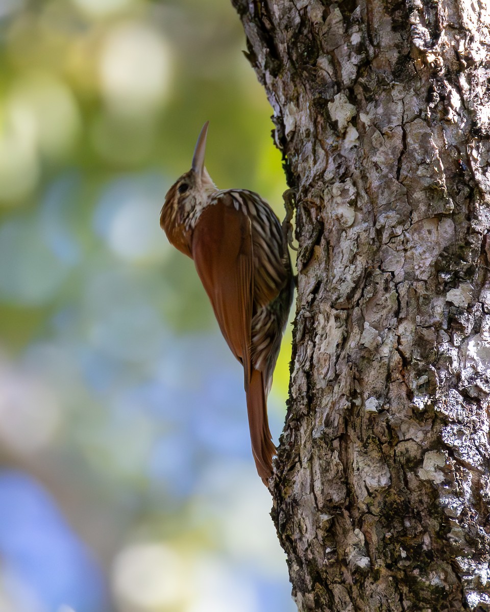 Scaled Woodcreeper (Wagler's) - ML636747828